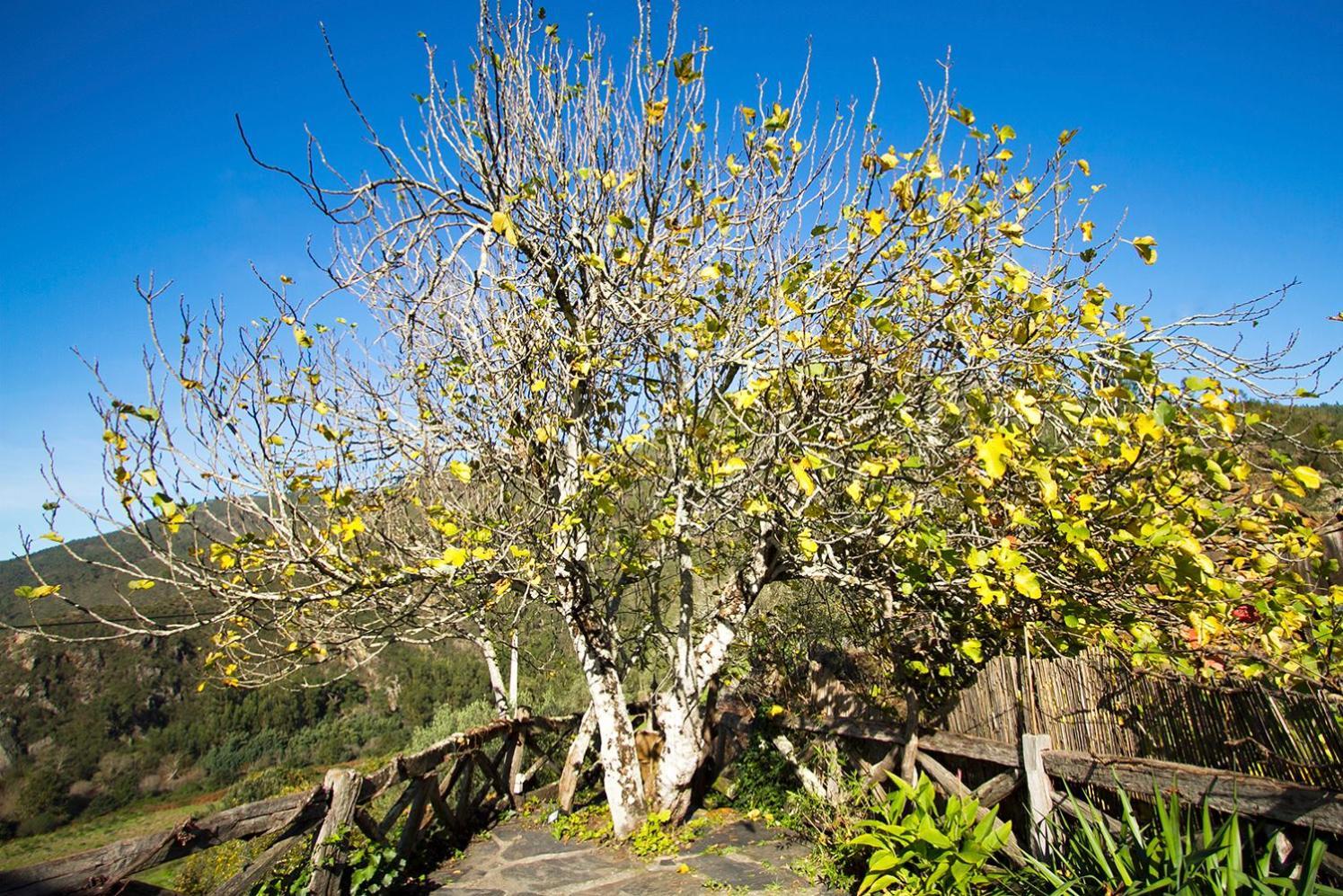 Casa Da Figueira - Rio Paiva Villa Arouca Dış mekan fotoğraf